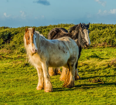 Rossili Bay, Ponies