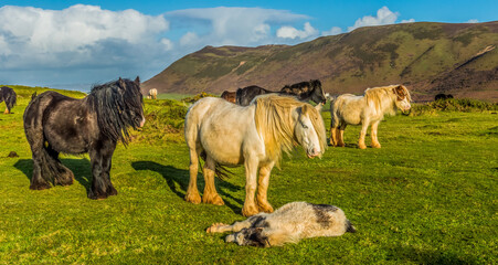 Rossili Bay, Ponies