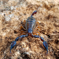 Common Black Scorpion, Nebo hierichonticus (Diplocentridae) on a stone in the forest in natural habitat