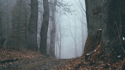 Tajemnicza leśna droga we mgle w pochmurny dzień © Jakub