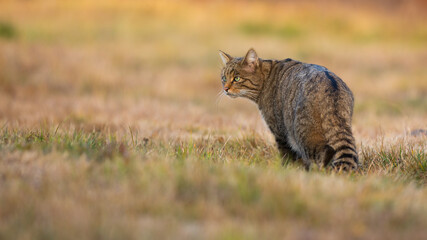 European wildcat, felis silvestris, standing on meadow in autumn nature. Stripped hunter observing on dry field from back. Brown predator looking on pasture in fall. © WildMedia