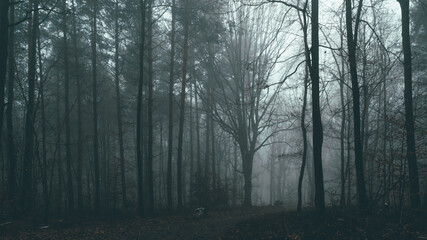 Tajemniczy zimowy las we mgle - obrazy, fototapety, plakaty
