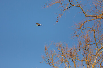 Bald Eagle in flight