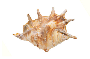 Seashell isolated on a white background. The view from the top. Copy space