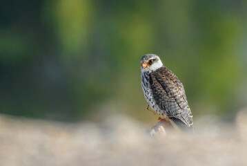 Amur Falcon