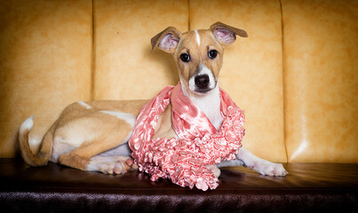 puppy in a pink scarf lies