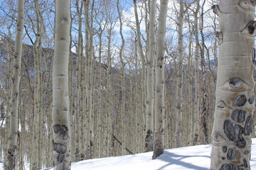 Aspen Trees in the snow 