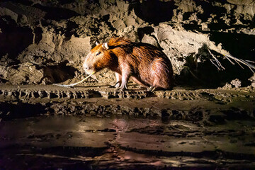 Peru, Amazonas, Rio Madre de Dios, a brown water pig, 
