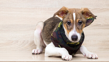 puppy in a camouflage scarf looks