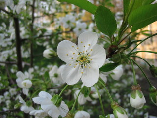 Blooming cherry in spring, close-up.