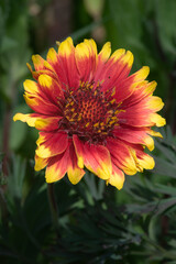 Indian Blanket