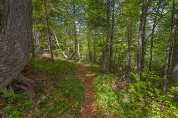 Obraz premium Footpath in a beech forest, Val Cellina, Italy