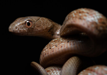 Closeup of a King ratsnake (Elaphe carinata) with black background. Snake.