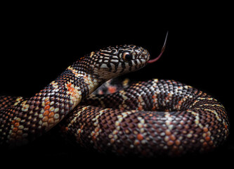 Close up of a King snake (Lampropeltis getula brooksi) with black background.