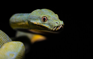 Head close up of a Morelia viridis snake with black background.