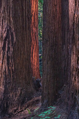 Redwood scene in the shady woods