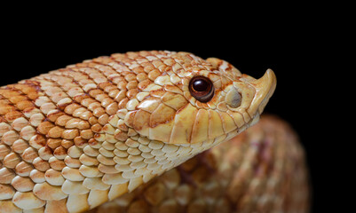 Head close up of a Heterodon nasicus snake with black background.