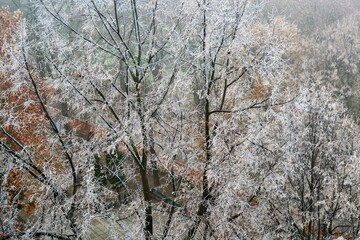 Winter landscape with several trees with their snowy branches
