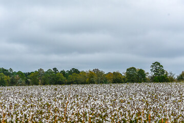Cotton Field