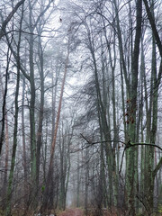 Fototapeta na wymiar Forest in the fog