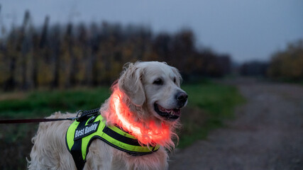 golden retriever dog on a dark night with led lights and a fluo harnass for safety (optimal visibility) - Powered by Adobe
