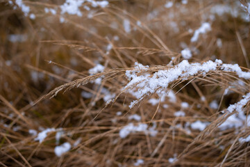 Fototapeta premium grass in the wind