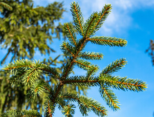 Obraz na płótnie Canvas Spruce tree against blue sky. Branch of spruce tree, detail