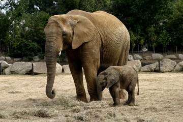 Fototapeta na wymiar African Elephant and Young