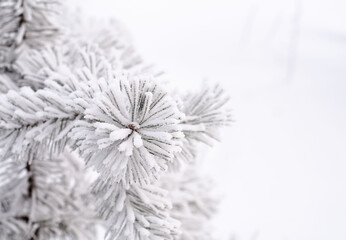 Snow-covered pine branch on  white background. Winter weather conditions.