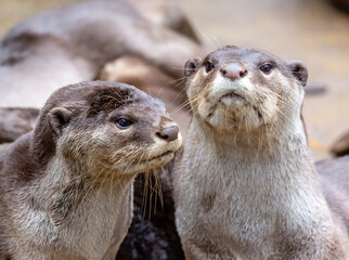 otters on a rock