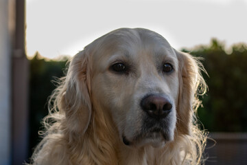 golden retriever portrait