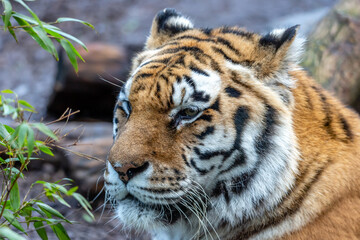 portrait of a tiger