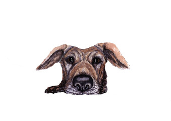 watercolor drawing of a dog with big eyes looking out of a pocket