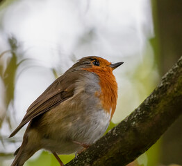 Robin Redbreast Portrait