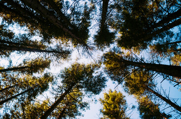 Tall Trees Background