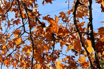 Obraz premium autumn leaves against blue sky