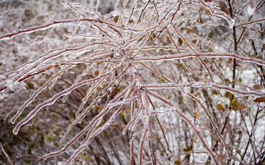
Cold winter. Frozen branches are covered with ice. frost, cold, low air temperature. the ice shell is like glass.