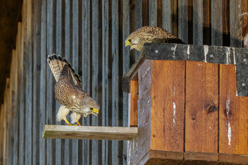 Turmfalke (Falco tinnunculus) Männchen und Weibchen