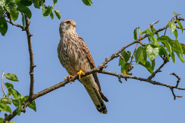 Turmfalke (Falco tinnunculus) Männchen