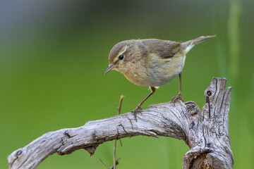 Zilpzalp (Phylloscopus collybita)