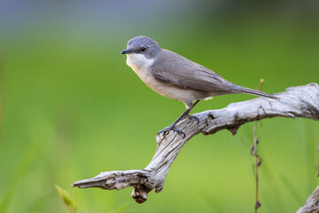 Klappergrasmücke (Sylvia curruca)
