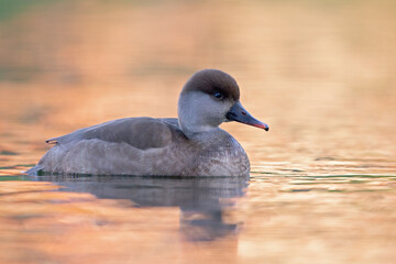 A female red-crested pochard (Netta rufina) swimming and foraging in a colorful pond in the city.