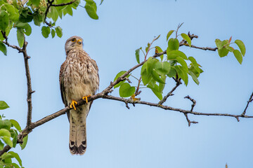 Turmfalke (Falco tinnunculus) Männchen