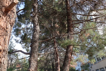 Fototapeta premium trees in the park