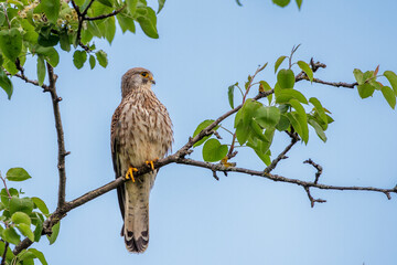 Turmfalke (Falco tinnunculus) Männchen