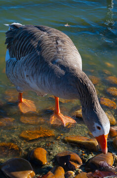 Pato, Ganso en el Lago