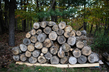 Firewood logs in a pile.