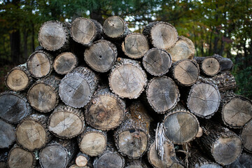 Firewood logs in a pile.