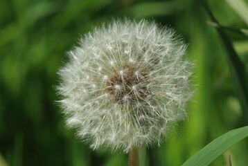 Obraz premium dandelion on green background
