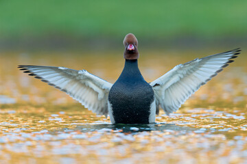 A male red-crested pochard (Netta rufina) stretching its wings in a colorful pond in the city.
